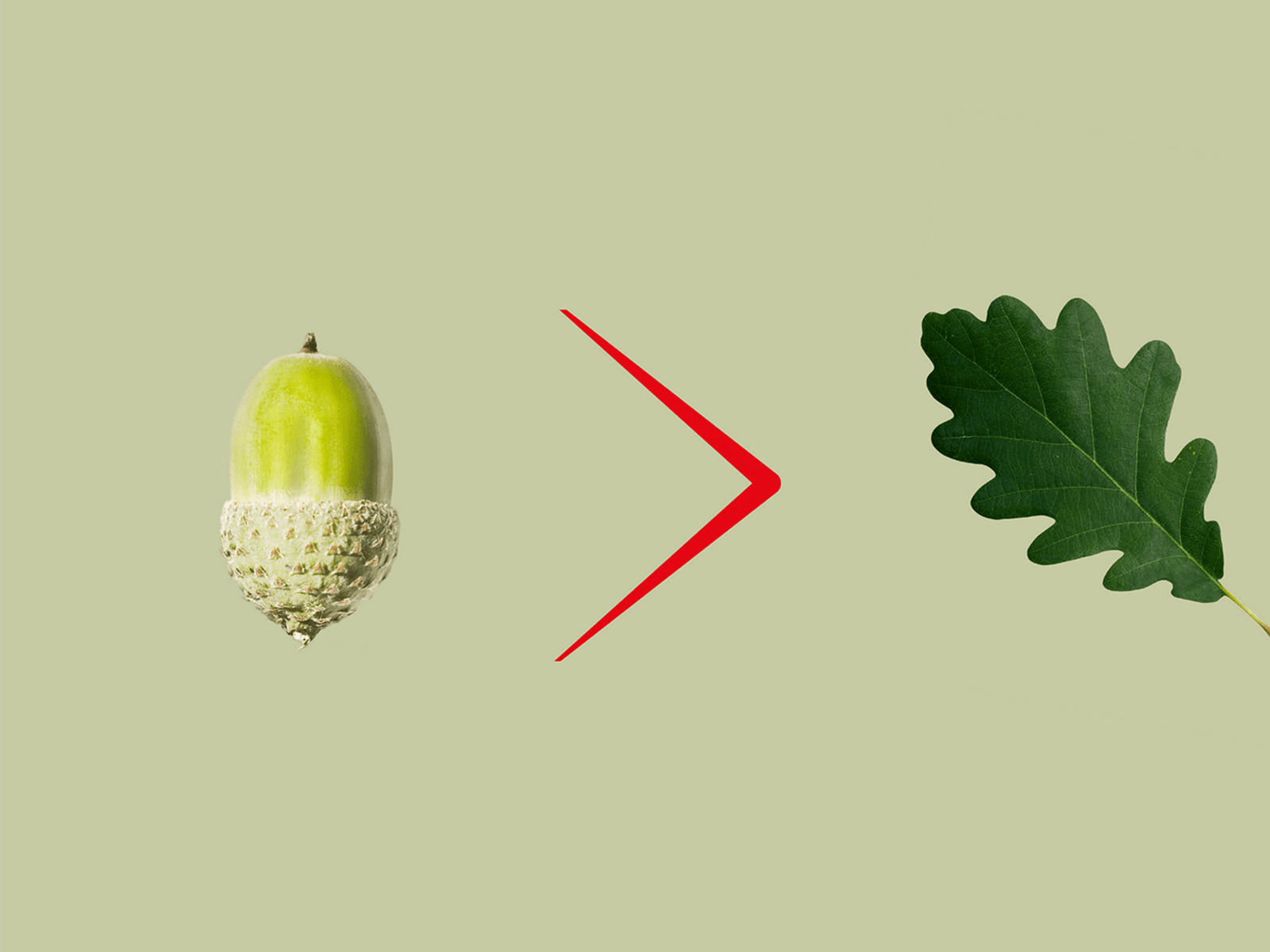 Arrow pointing from an acorn to oak tree leaf