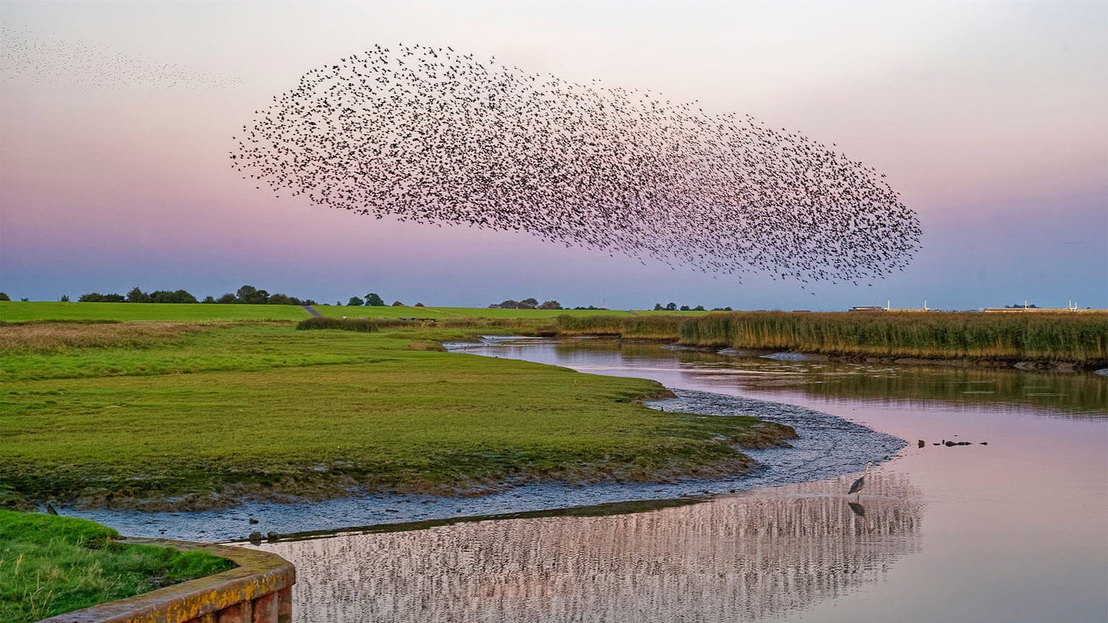 large swarm of birds flying above green fields and river reflecting a purple sky