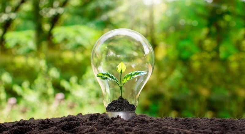 Image in a woodland, close up of lightbulb with seedling growing inside.