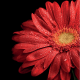 Image of a red flower