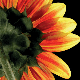 Image of a sunflower
